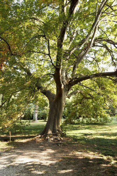 the trunk of a large ancient tree in the Park in the sunlight