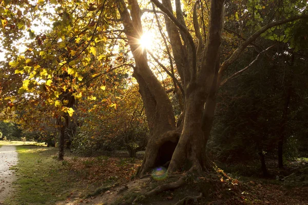 Bagażnik dużego starożytnego drzewa w parku w świetle słonecznym — Zdjęcie stockowe