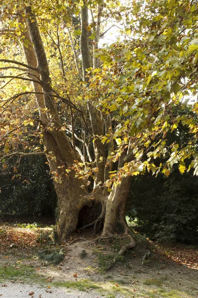 太陽の光に照らされた公園の大きな古代の木の幹 — ストック写真