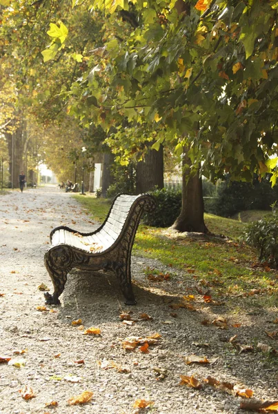 Empty bench in autumn park on fall leaves background. Park bench on autumn alley strewn with fall maple leaves — Stock Photo, Image