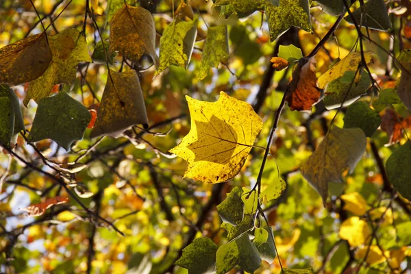 Прекрасне кленове листя в осінній сонячний день на передньому плані . — стокове фото