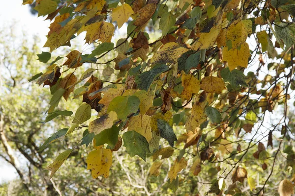 Oranje en gele esdoorn bladeren. Kleurrijk herfstlandschap — Stockfoto