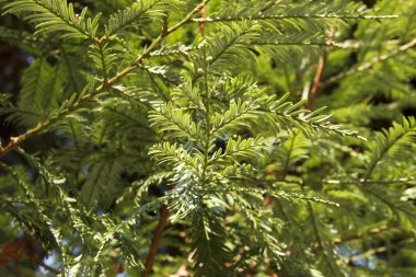 Ağaç dalları Sequoia sempervirens yakınlaşır. Sequoia, Cupressaceae familyasından bir bitki cinsidir.
