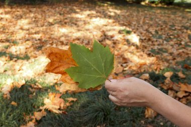 Çok renkli akçaağaç yaprakları kızların elinde. Kadın elinde bir buket akçaağaç yaprağı tutuyor.