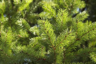Yakından ladin yeşili dallar. Yeni yıl teması. Noel ağacı