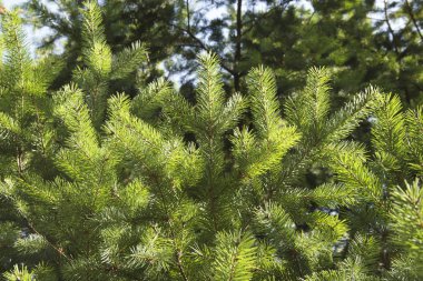 Yakından ladin yeşili dallar. Yeni yıl teması. Noel ağacı