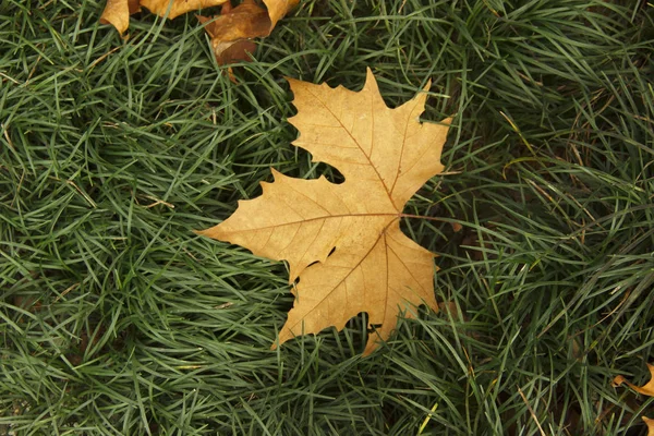 One yellow maple leaf falls on a green lawn under sunlight, leaves and grass in the garden — Stock Photo, Image