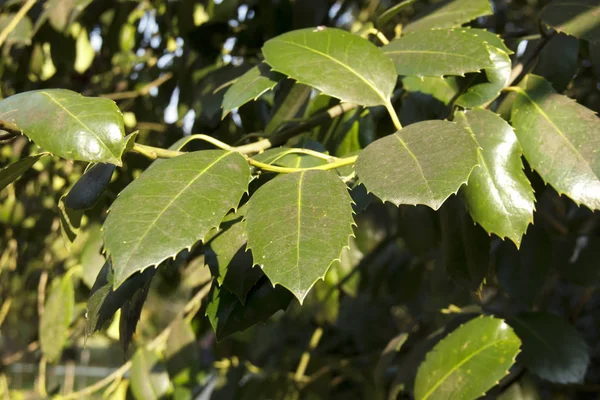 Las hojas verdes de un árbol de alcanfor falso, Cinnamomum glanduliferum —  Fotos de Stock