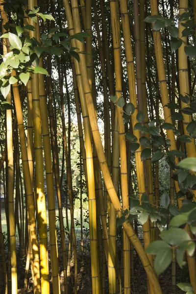 Tall bamboo stems, green trunks in a bamboo grove — Stock Photo, Image