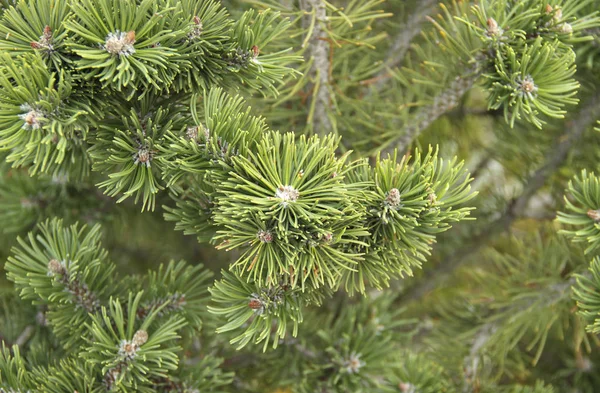 Spruce ramos verdes close-up. Tema de Ano Novo. Árvore Natal — Fotografia de Stock