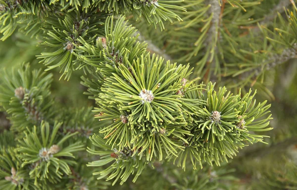 Background of Christmas tree branches. beautiful branches of the spruce — Stock Photo, Image