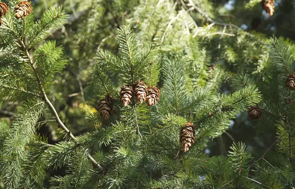 Fir grenar med kottar på en naturlig bakgrund — Stockfoto