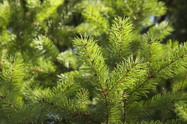 緑色の枝を密生させます。新年のテーマ。クリスマスツリー — ストック写真
