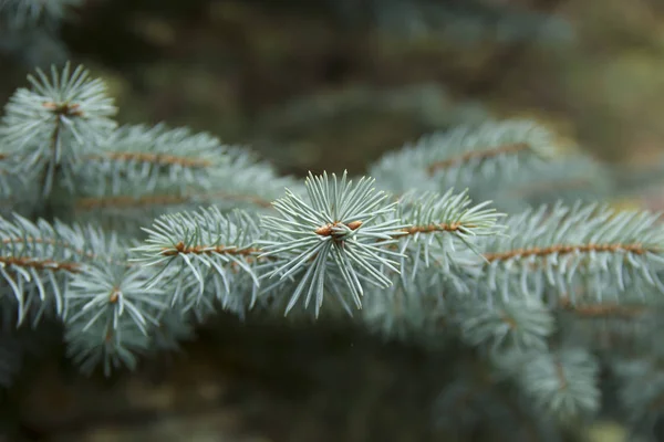 Fir-tree branches close-up. Green backround — Stock Photo, Image