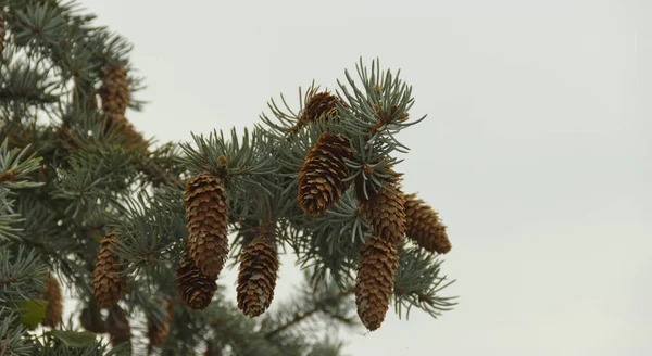 Ramos de abeto com cones em um contexto natural — Fotografia de Stock