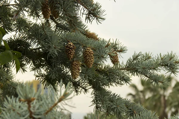 Ramos de abeto com cones em um contexto natural — Fotografia de Stock