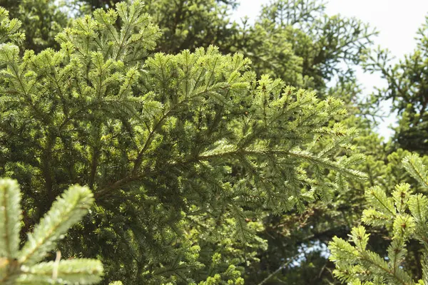Spruce ramos verdes close-up. Tema de Ano Novo. Árvore Natal — Fotografia de Stock