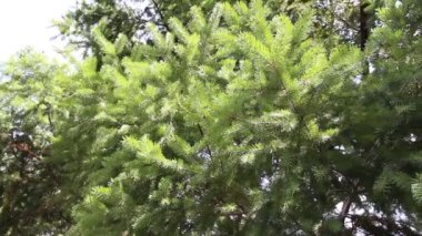Çok güzel bir ladin dalı. Çam, rüzgarda sallanıyor. Noel ağacı