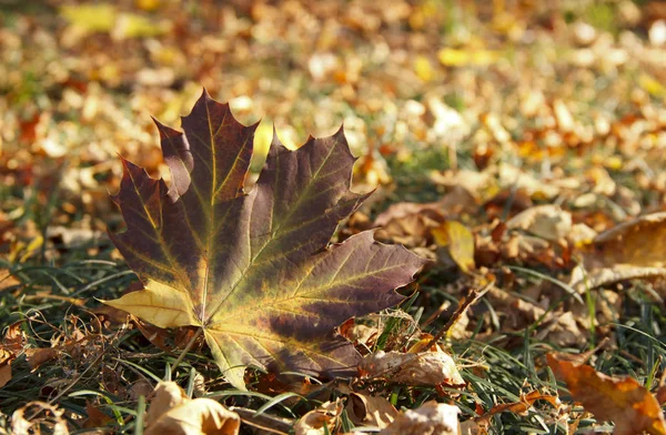 Dużo żółtych i czerwonych jesiennych liści — Zdjęcie stockowe