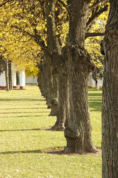 Drzewa w parku miejskim są sadzone dokładnie w rzędzie — Zdjęcie stockowe