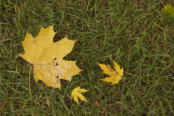 Jesienny klon pozostawia widok tła. dużo żółtych i czerwonych jesiennych liści. — Zdjęcie stockowe