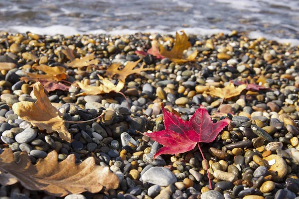 Late autumn on the sea coast. Autumn leaves on a pebble beach.  Background with rock and leaf — Stock Photo, Image