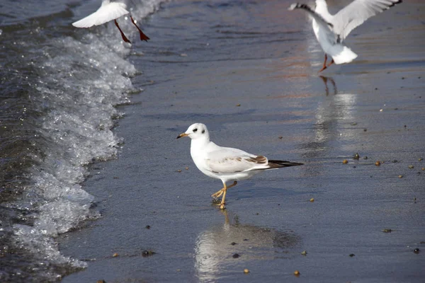 Beautiful white Seagull stands on the beach — Stock Photo, Image