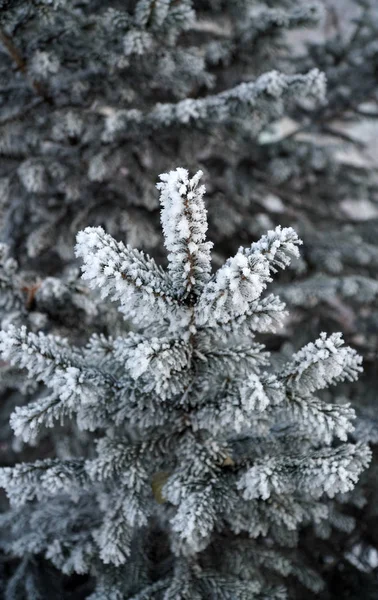 Ramo de árvore de abeto coberto de neve. inverno, dia gelado — Fotografia de Stock