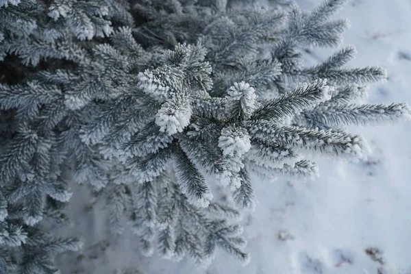 Ramo de árvore de abeto coberto de neve. inverno, dia gelado — Fotografia de Stock