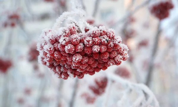 Die roten Beeren der Eberesche sind mit Schnee bedeckt. Winter, frostiger Tag — Stockfoto