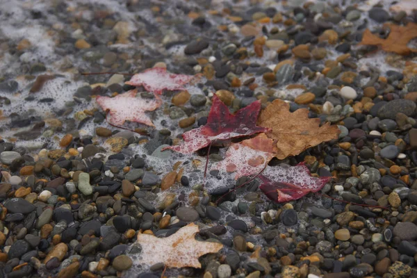 Wet autumn leaves on a pebble beach, the sea wave soaked the leaves — Stock Photo, Image