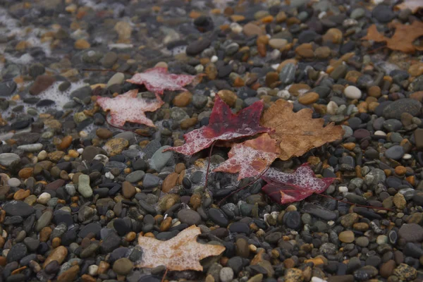 Mokre jesienne liście na żwirowej plaży, fala morska namoczyła liście — Zdjęcie stockowe