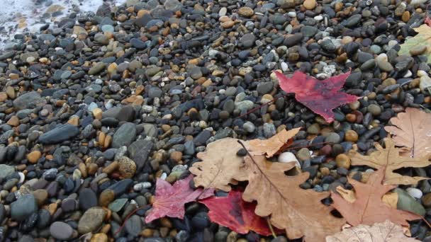 Nedves őszi levelek a kavicsos strandon, a tenger hullámai áztatták a leveleket. — Stock videók