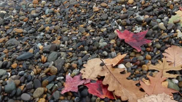 Nasse Herbstblätter an einem Kieselstrand, die Meereswelle durchtränkte die Blätter. — Stockvideo