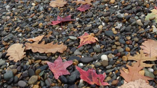 Wet autumn leaves on a pebble beach, the sea wave soaked the leaves. — Stock Video