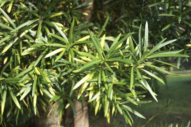 Dacrycarpus Dacrydioides her zaman yeşil kozalaklı. Bitki Yeni Zelanda 'nın dört bir yanına dağıtılmıştır.