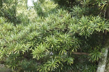 Dacrycarpus Dacrydioides her zaman yeşil kozalaklı. Bitki Yeni Zelanda 'nın dört bir yanına dağıtılmıştır.
