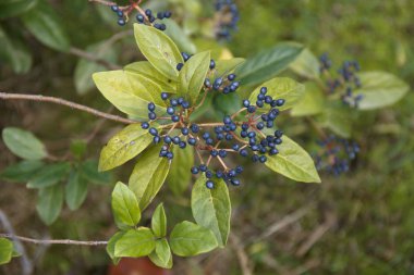 Viburnum tinus. Böğürtlenler doğanın arka planında