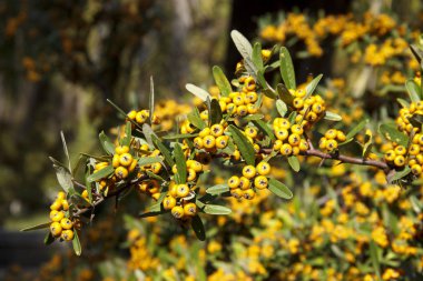 Pyracantha angustifolia, gülgiller (Rosaceae) familyasından bir çalı türü..