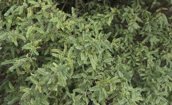 Osteomeles schwerinae arbusto caduco ou perene com ramos arqueados do sudoeste da China . — Fotografia de Stock