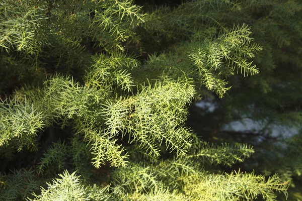 Cryptomeria japonica é uma árvore perene da família cypress. A planta também é chamada de cedro japonês. É considerada a árvore nacional do Japão — Fotografia de Stock
