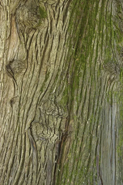 Il tronco di un albero sempreverde Cupressus arizonica, fondo in legno — Foto Stock