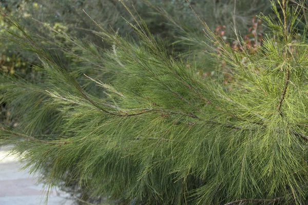 Casuarina equisetifolia jest uprawiana jako roślina ozdobna. Rośnie na wyspach zachodniego Oceanii, a także w regionie Australii — Zdjęcie stockowe