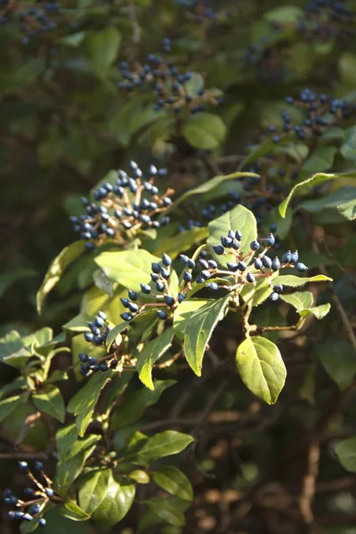 비부 르눔 티 누스. 부시에 있는 검은 열매들은 자연을 배경으로 합니다. — 스톡 사진