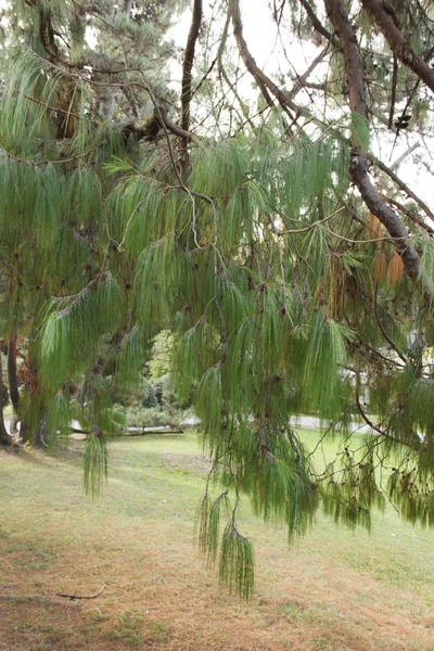 Pinus εξάπλωση είναι ένα από τα πιο όμορφα πεύκα. Καλλιέργειες σε θερμές υποτροπικές περιοχές του Μεξικού — Φωτογραφία Αρχείου