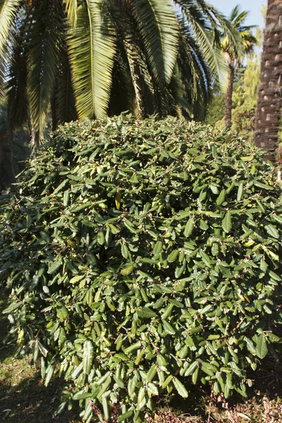 Elaeagnus pungens é uma planta tolerante à sombra, tolerante à seca. É usado na construção decorativa e jardim — Fotografia de Stock