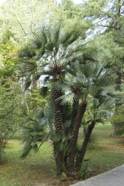 Parkta gün ışığında güzel palmiye ağaçları