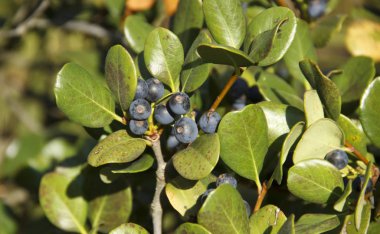 Rhaphiolepis gün ışığında mavi meyveyle umbellate dalı