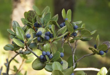 Rhaphiolepis gün ışığında mavi meyveyle umbellate dalı