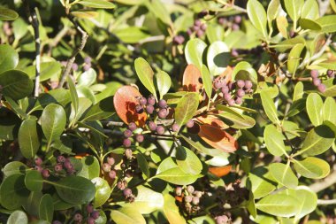 Rhaphiolepis güpegündüz pembe meyveyle umbellate dal